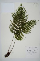 毛桿蕨藏品圖，第1張