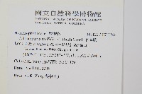 毛桿蕨藏品圖，第2張