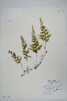 蕗蕨藏品圖，第1張