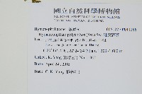 細葉蕗蕨藏品圖，第2張