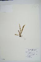 毛禾葉蕨藏品圖，第1張