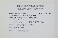 毛禾葉蕨藏品圖，第2張