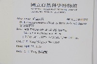 單葉雙蓋蕨藏品圖，第2張