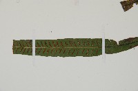 單葉雙蓋蕨藏品圖，第3張