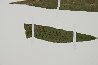 單葉雙蓋蕨藏品圖，第4張