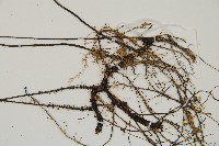 單葉雙蓋蕨藏品圖，第5張