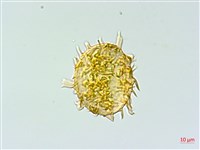 單葉雙蓋蕨藏品圖，第2張