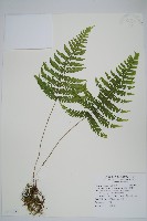 栗柄金星蕨藏品圖，第1張