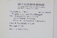 栗柄金星蕨藏品圖，第2張