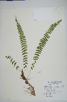 攀緣鱗始蕨藏品圖，第1張