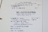 新月蕨藏品圖，第2張