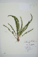 方柄陵齒蕨藏品圖，第1張