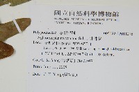 連珠蕨藏品圖，第2張