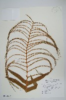 連珠蕨藏品圖，第3張