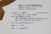 連珠蕨藏品圖，第4張