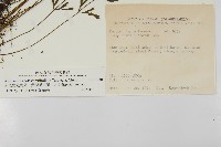 大黑柄鐵角蕨、黃鱗鐵角蕨、大羽鐵角蕨藏品圖，第2張