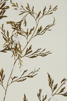 大黑柄鐵角蕨、黃鱗鐵角蕨、大羽鐵角蕨藏品圖，第4張