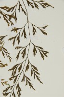 大黑柄鐵角蕨、黃鱗鐵角蕨、大羽鐵角蕨藏品圖，第5張