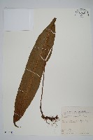 扇蕨藏品圖，第1張