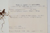 扇蕨藏品圖，第2張