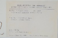 肢節蕨藏品圖，第2張