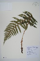 黑鱗耳蕨藏品圖，第1張