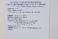 黑鱗耳蕨藏品圖，第2張