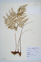 台灣小膜蓋蕨藏品圖，第1張