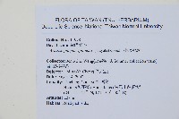 台灣小膜蓋蕨藏品圖，第2張