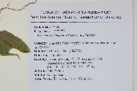 肢節蕨藏品圖，第2張