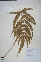 紅柄鳳尾蕨藏品圖，第1張