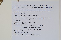 紅柄鳳尾蕨藏品圖，第2張