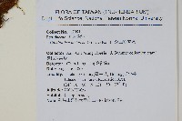 深山粉背蕨藏品圖，第2張