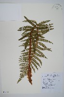 尖葉耳蕨藏品圖，第1張