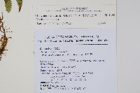 斜葉金星蕨藏品圖，第2張