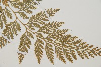 海州骨碎補藏品圖，第3張