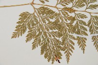 海州骨碎補藏品圖，第4張