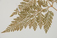 海州骨碎補藏品圖，第5張