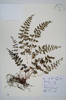 宿蹄蓋蕨藏品圖，第1張