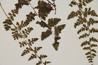 宿蹄蓋蕨藏品圖，第3張