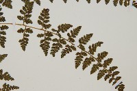 宿蹄蓋蕨藏品圖，第4張