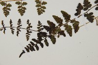 宿蹄蓋蕨藏品圖，第5張