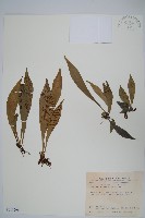 臺灣車前蕨藏品圖，第1張