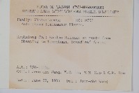 臺灣車前蕨藏品圖，第2張