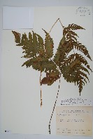 屏東擬肋毛蕨藏品圖，第1張