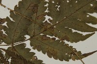 屏東擬肋毛蕨藏品圖，第4張