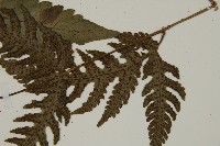 屏東擬肋毛蕨藏品圖，第5張