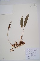 爪哇舌蕨藏品圖，第1張