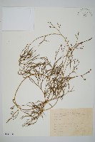 木賊葉石松藏品圖，第1張