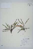 擬烏蘇里瓦葦藏品圖，第1張